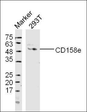 CD158e antibody