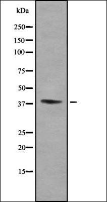 CD158f2 antibody