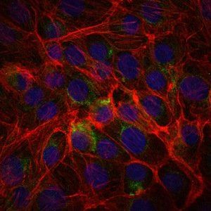 CD15 Antibody