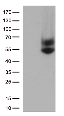 CD16 (FCGR3A) antibody