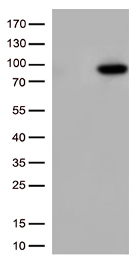 CD16 (FCGR3A) antibody