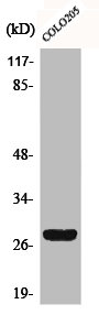 CD160 Antibody