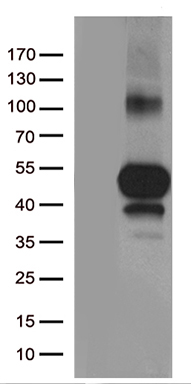 CD161 (KLRB1) antibody