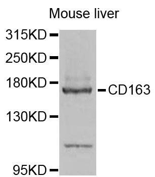 CD163 antibody