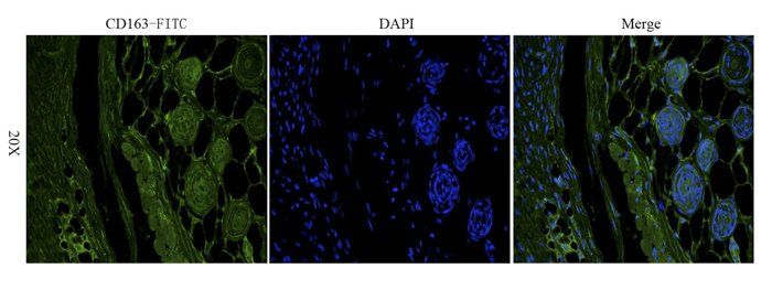 CD163 antibody (FITC)