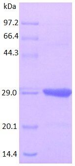 CD163 protein