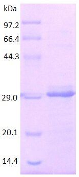 CD163 protein