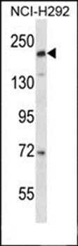 CD163L1 antibody