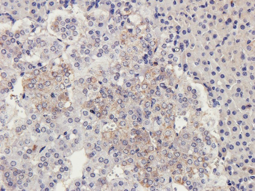 CD169 Sialoadhesin antibody