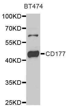CD177 antibody