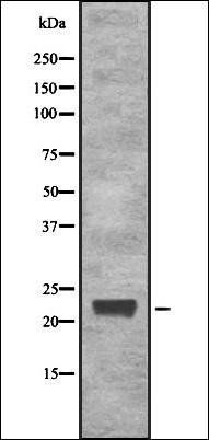 CD179b antibody
