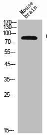 CD180 antibody