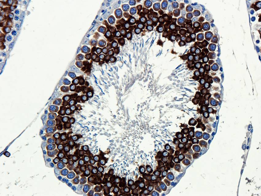 CD184/CXCR4 antibody