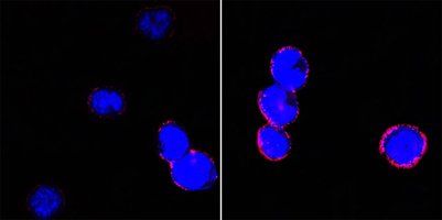 CD18 Antibody