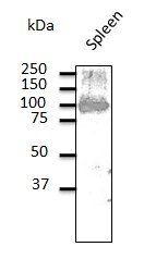 CD19 antibody