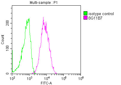 CD19 antibody