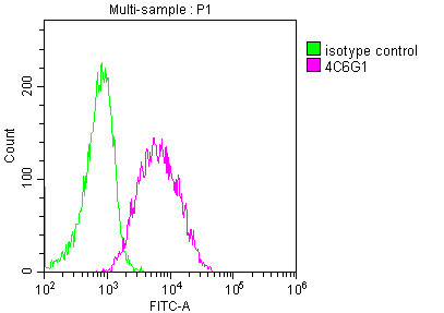 CD19 antibody