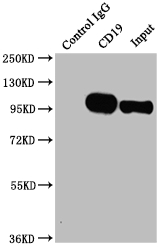 CD19 antibody