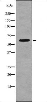 CD19 (Phospho-Tyr500) antibody
