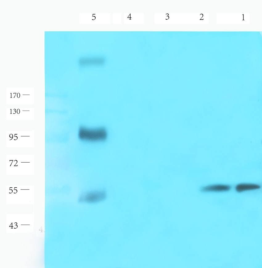 CD19 antibody