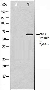 CD19 (Phospho-Tyr531) antibody