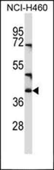 CD1C antibody