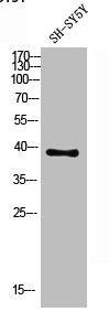 CD1D antibody