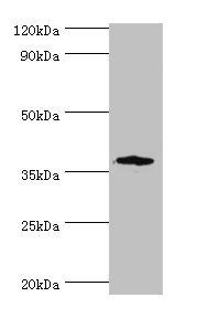 CD200R1 antibody