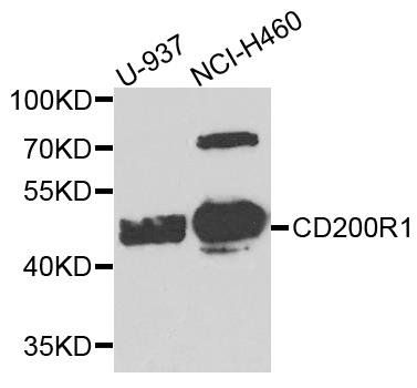 CD200R1 antibody