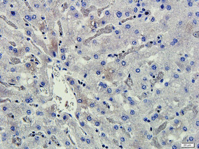 CD206 antibody