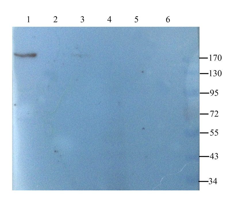 CD206 antibody