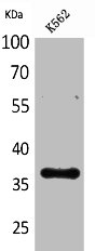 CD207 antibody