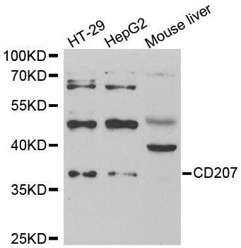 CD207 antibody