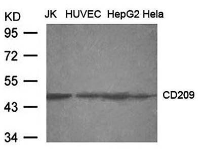 CD209 (DC-SIGN) Antibody