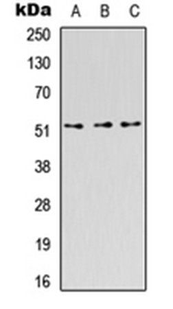 CD218b antibody