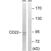 CD22 (Ab-807) antibody