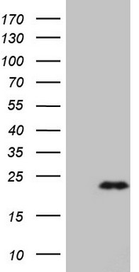 CD22 Antibody