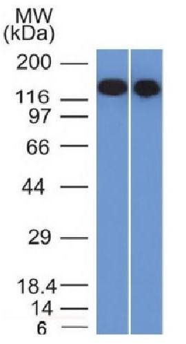 CD22 Antibody