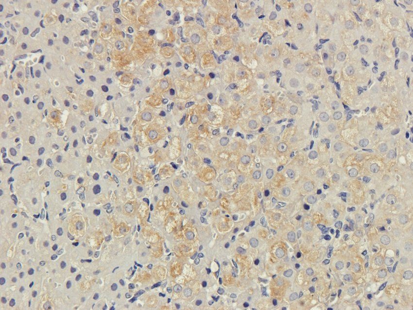 CD222 antibody