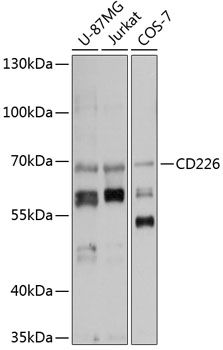 CD226 antibody