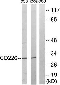 CD226/DNAM-1 antibody