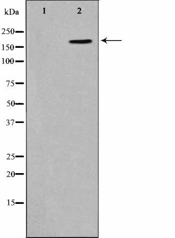 CD227/MUC1 (Phospho-Tyr1229) antibody