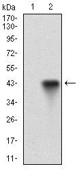 CD22 Antibody