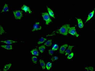CD24 Antibody