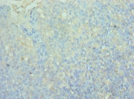 CD244 Antibody