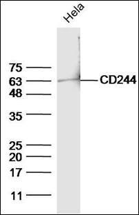 CD244 (phospho-Tyr266) antibody