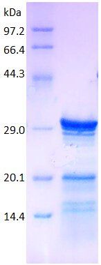 CD247 protein