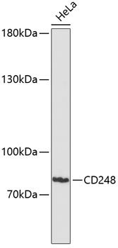 CD248 antibody