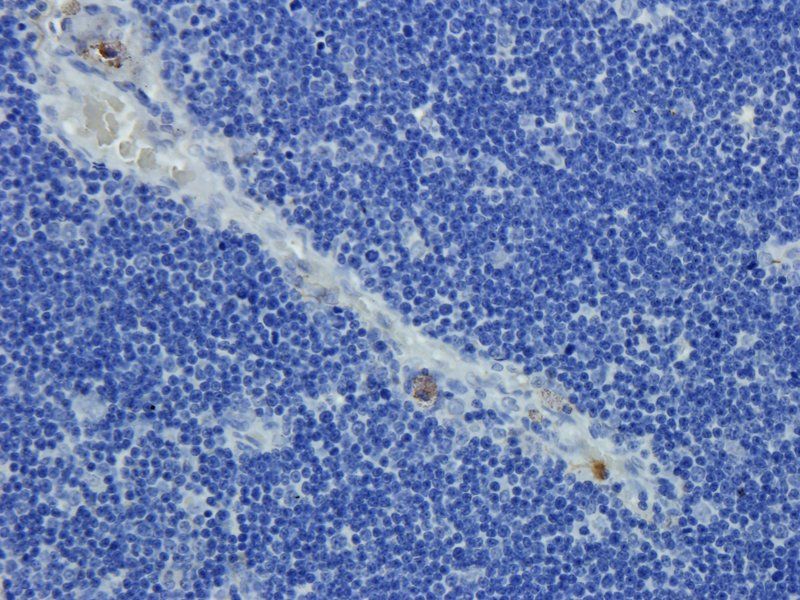 CD24 Rabbit Polyclonal Antibody