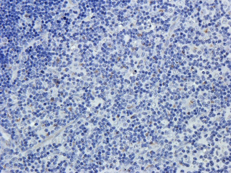 CD24 antibody